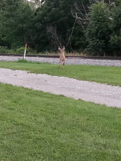 Bors Field - Canton, OH