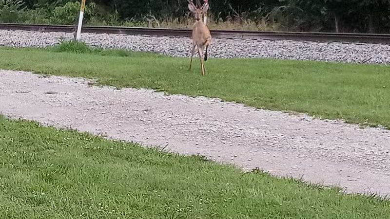 Bors Field - Canton, OH