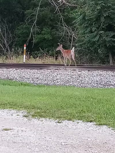 Bors Field - Canton, OH