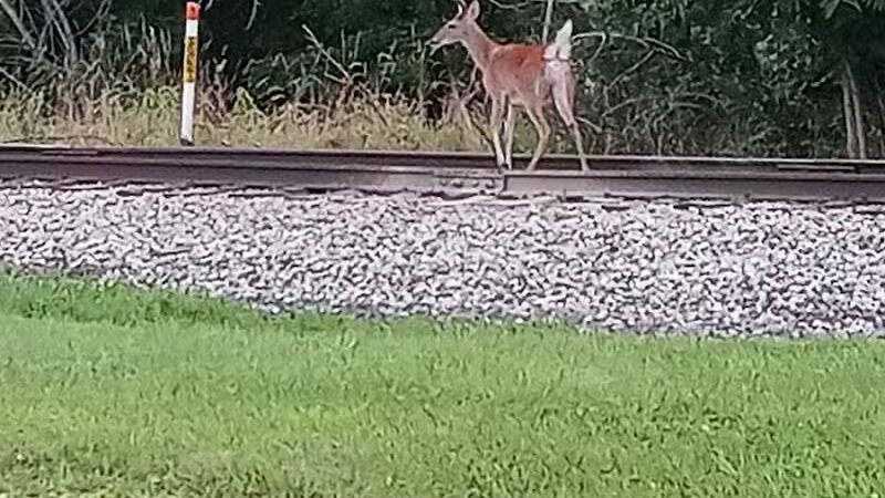 Bors Field - Canton, OH