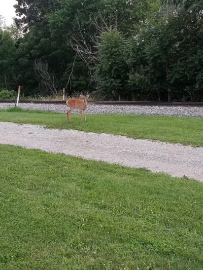 Bors Field - Canton, OH