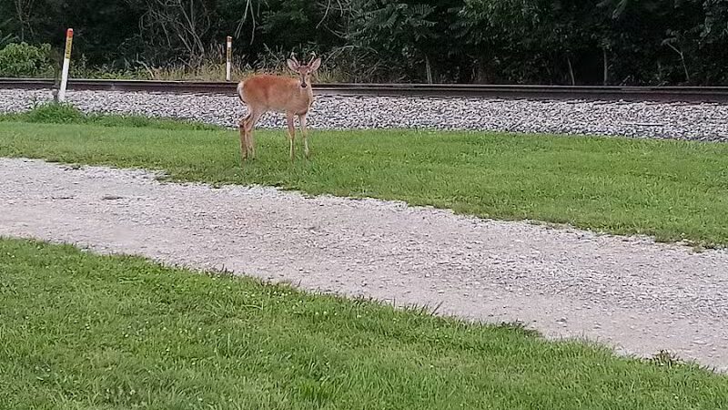 Bors Field - Canton, OH