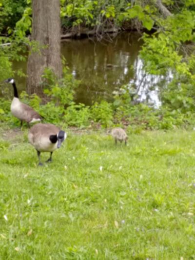 Cook's Lagoon Park - Canton, OH