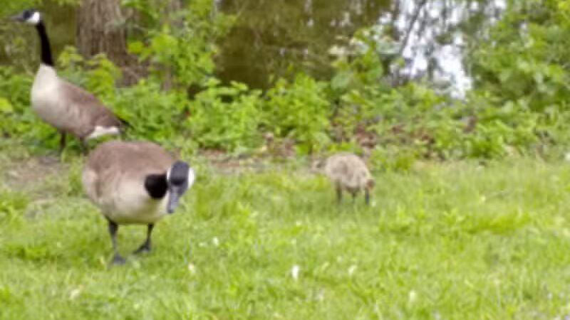 Cook's Lagoon Park - Canton, OH