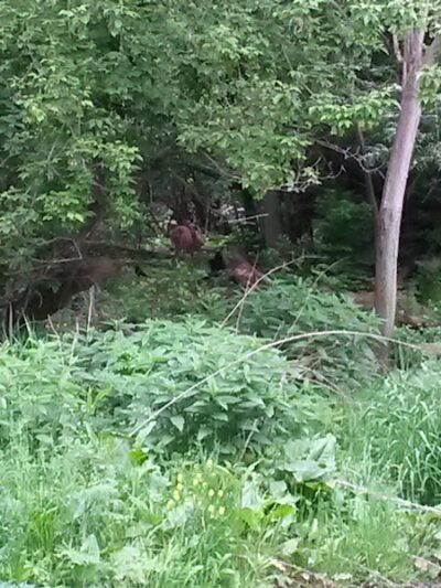 Covered Bridge Park - Canton, OH