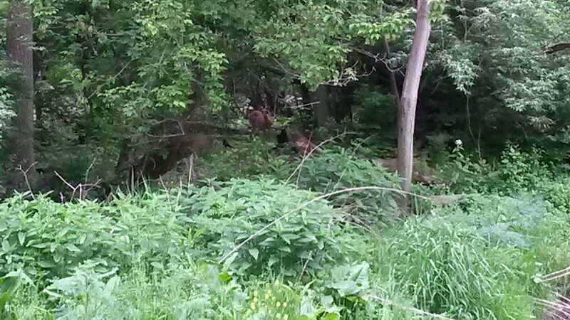 Covered Bridge Park - Canton, OH