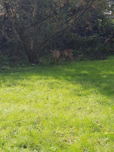 Covered Bridge Park - Canton, OH