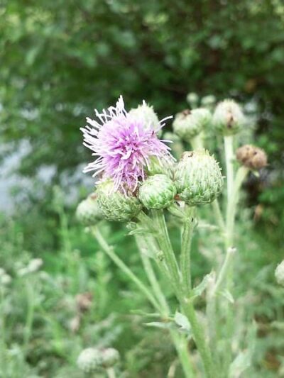 Devonshire Park - Canton, OH