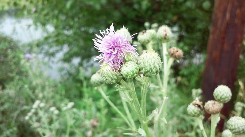 Devonshire Park - Canton, OH