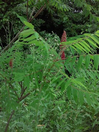 Devonshire Park - Canton, OH