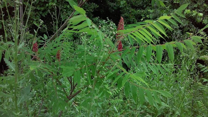 Devonshire Park - Canton, OH