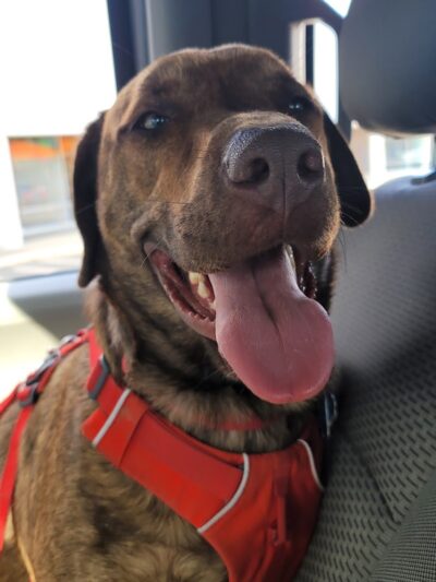 Dogtopia of Belden-Canton - Canton, OH