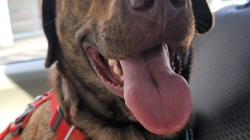 Dogtopia of Belden-Canton - Canton, OH