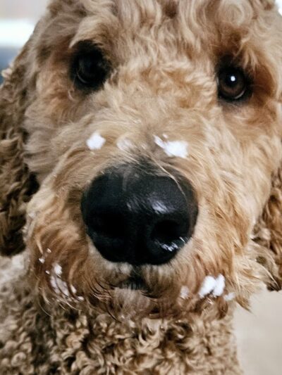 Dogtopia of Belden-Canton - Canton, OH