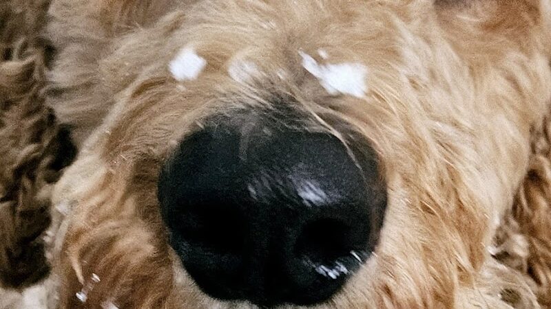 Dogtopia of Belden-Canton - Canton, OH