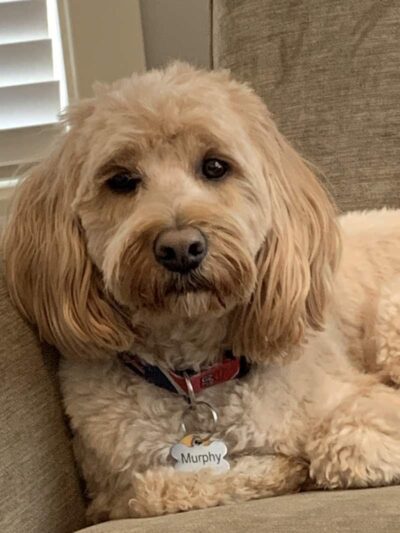 Dogtopia of Belden-Canton - Canton, OH