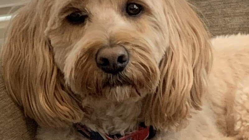 Dogtopia of Belden-Canton - Canton, OH