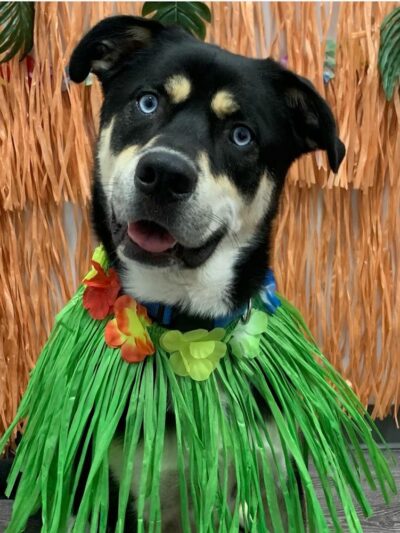 Dogtopia of Belden-Canton - Canton, OH