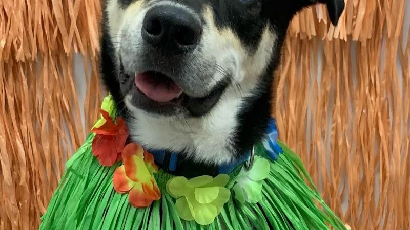 Dogtopia of Belden-Canton - Canton, OH