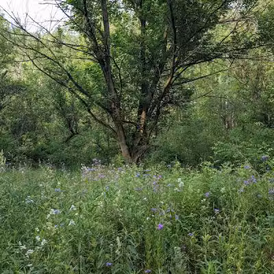 Fairhope Nature Preserve - Canton, OH