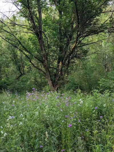 Fairhope Nature Preserve - Canton, OH