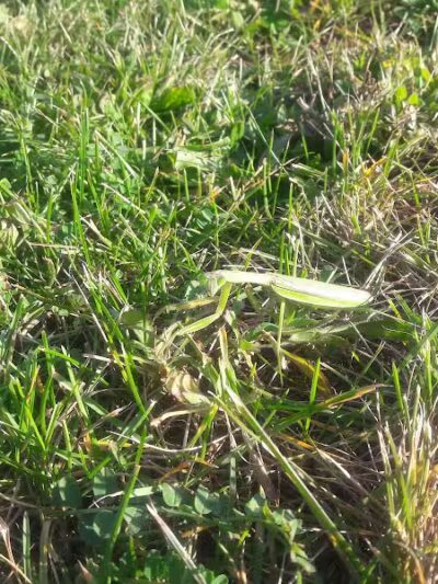 Fairhope Nature Preserve - Canton, OH