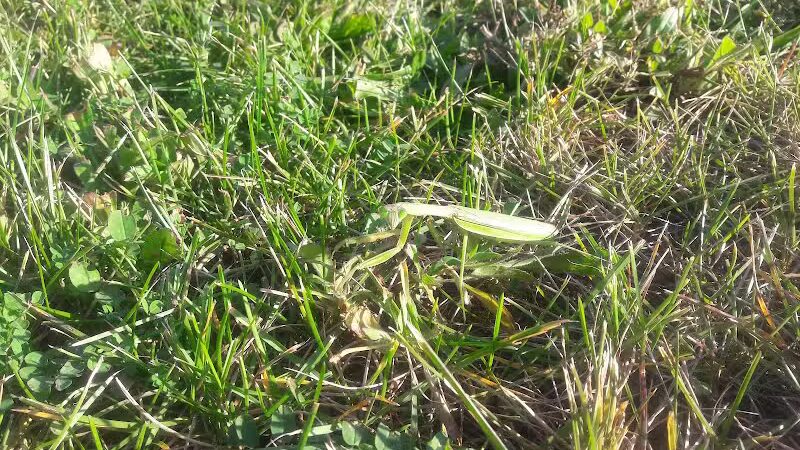 Fairhope Nature Preserve - Canton, OH