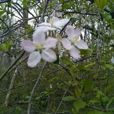 Fairhope Nature Preserve - Canton, OH