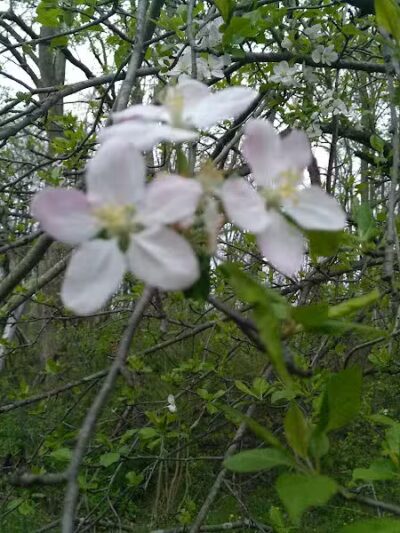 Fairhope Nature Preserve - Canton, OH