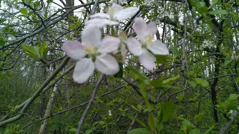 Fairhope Nature Preserve - Canton, OH