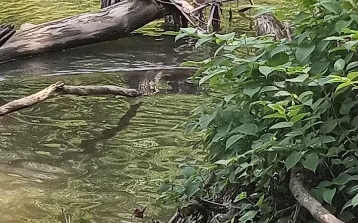 Frank Esmont Park - Canton, OH