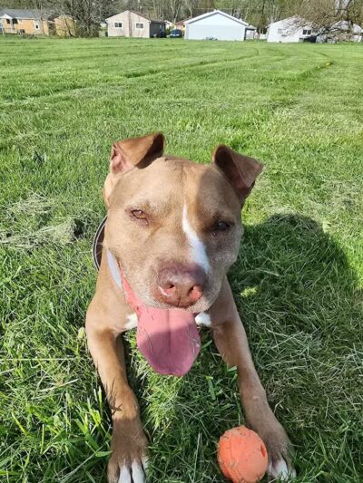 Harmont Park - Canton, OH