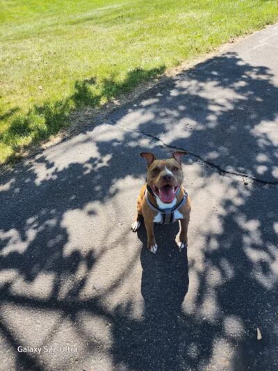 Harmont Park - Canton, OH