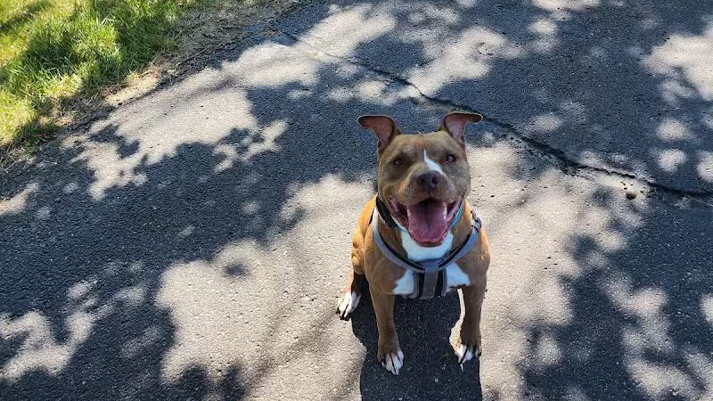 Harmont Park - Canton, OH