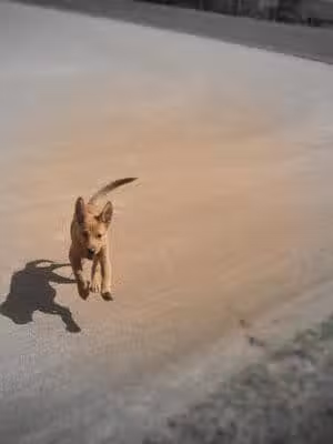 Harvard Park - Canton, OH