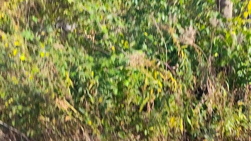 Ink Park - Canton, OH