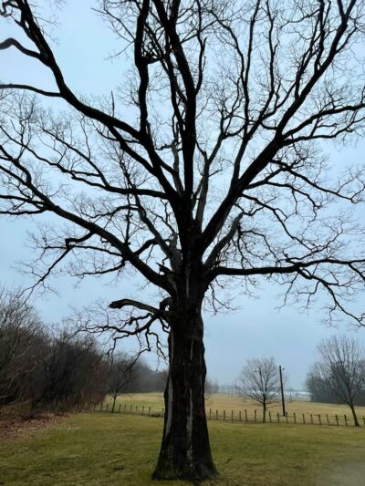 Mallonn Park - Canton, OH