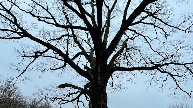 Mallonn Park - Canton, OH