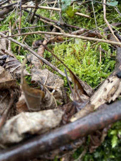 Mallonn Park - Canton, OH