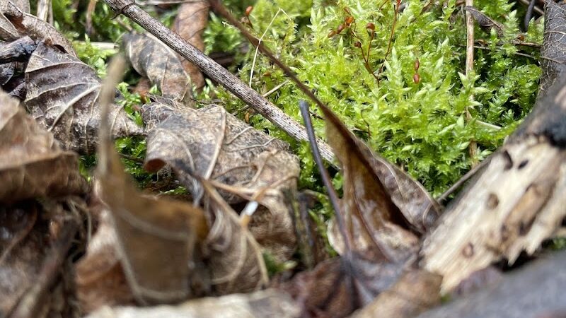 Mallonn Park - Canton, OH