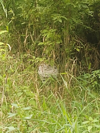 Martindale Park - Canton, OH