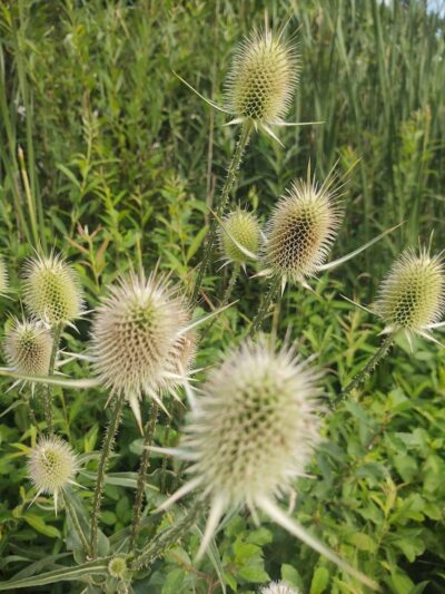 Martindale Park - Canton, OH