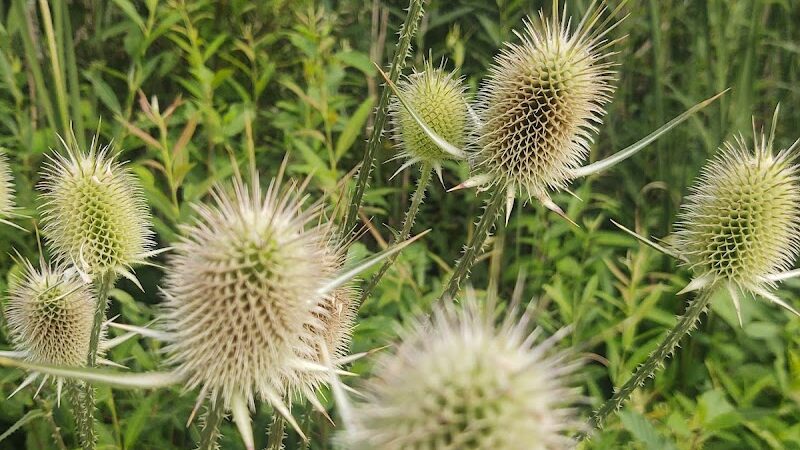 Martindale Park - Canton, OH