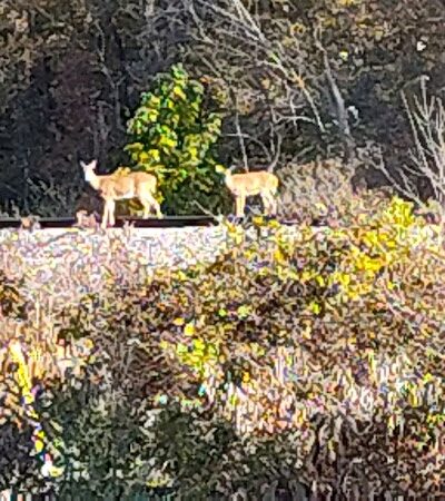 Martindale Park - Canton, OH