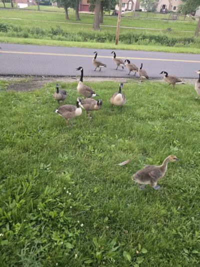 McKinley Memorial Park - Canton, OH