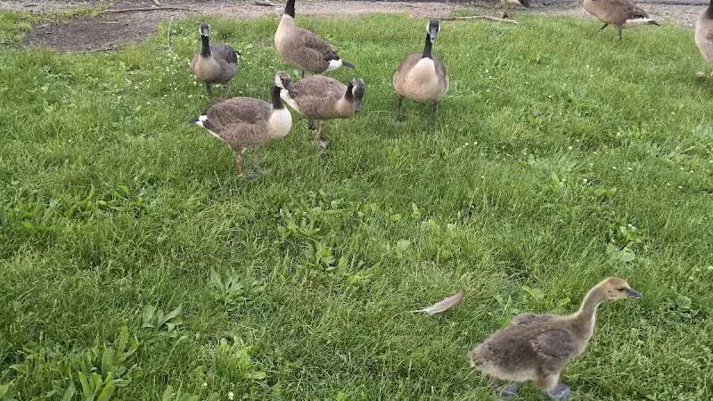 McKinley Memorial Park - Canton, OH