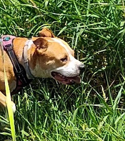 Middle Branch Trail - Canton, OH