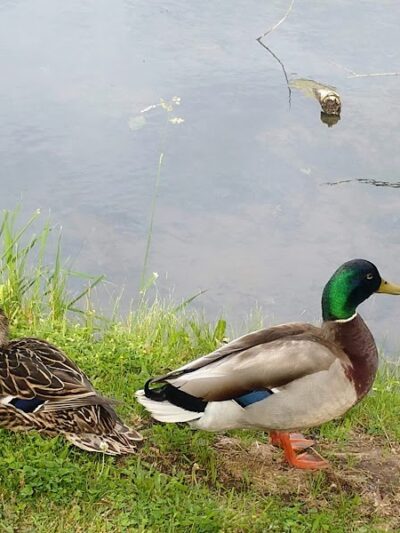 Stadium Park - Canton, OH