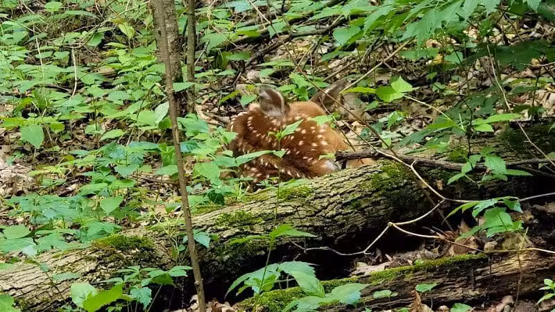 Stark Parks - Canton, OH