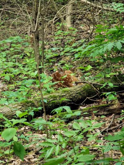 Stark Parks - Canton, OH